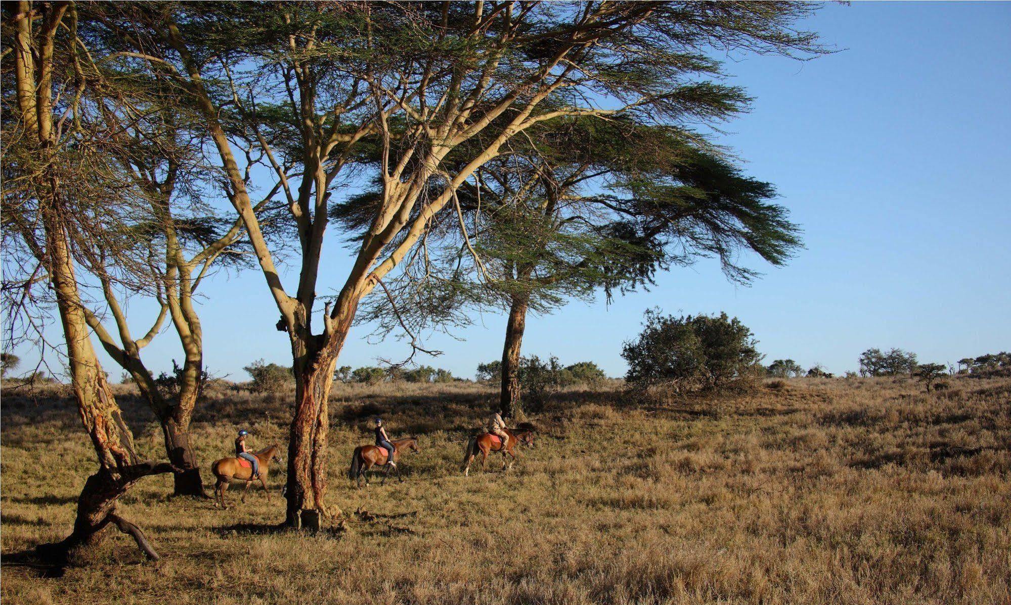 מלון Timau Elewana Lewa Safari Camp מראה חיצוני תמונה